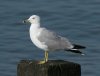 Ring-billed Gull at Westcliff Seafront (Steve Arlow) (38674 bytes)